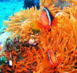 NEMO by Bernard Maglana 